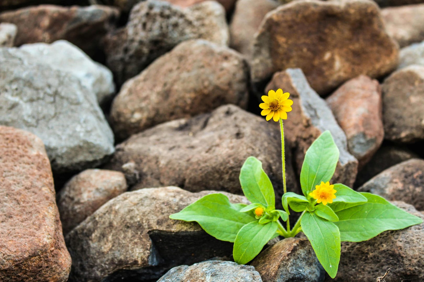 Business Resilience