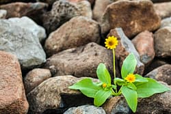 Business Resilience
